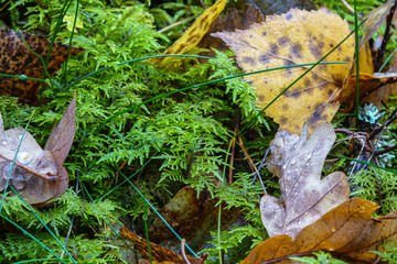Details in the forest. Green moss and yellow autumn leaves on the ground.