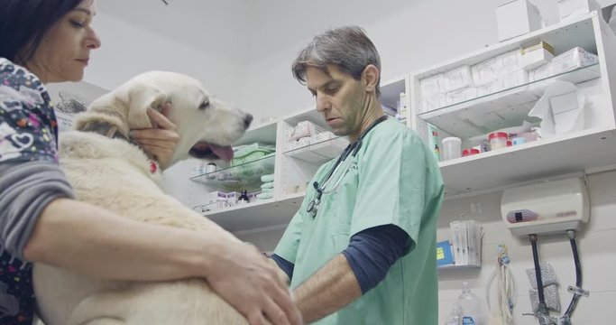 Veterinary surgery - Veterinarian checking a white dog in a pet clinic