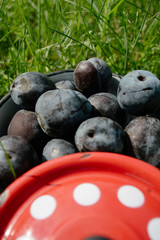 Organic plums in blue pot with a red cover on the grass