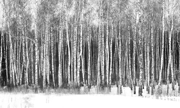 Fototapeta Black and white photo of black and white birches in birch grove with birch bark between other birches