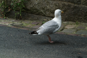 seagull in a town
