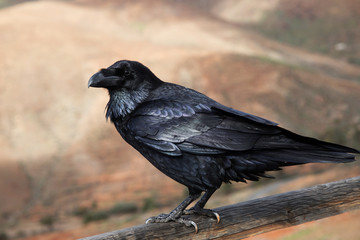 Raven close up, black Raven bird
