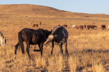 Obraz premium Wild Horse Stallions Sparring in the Utah Desert