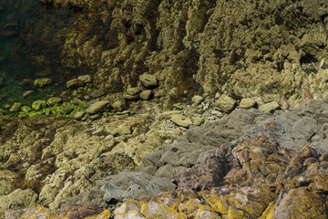 Fototapeta na wymiar green moss on a rock at the ocean