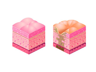 皮下組織のイメージ