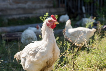 White chicken stands on a rural street in the countryside, against the background of the wooden shed and grazing hens.