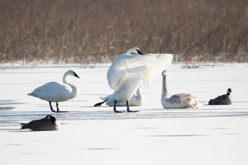 Swan Wings © ArmadilloGrafix