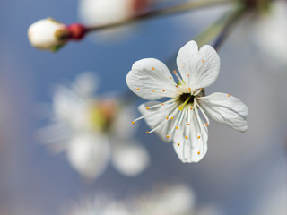 White apple flower on a twig in blur