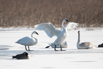 Swan Stretching Its Wings