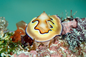  Coi nudibranch ( chromodoris coi ) resting on corals of Bali, Indonesia