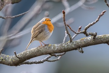 robin bird erithacus rubecula at park