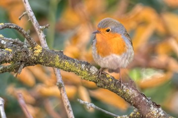 Fototapeta premium robin bird erithacus rubecula at park