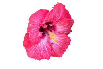 isolated hibiscus in bloom on white background