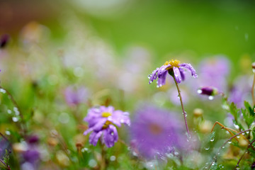 A Little Chrysanthemum Flower Hit By The Rain 