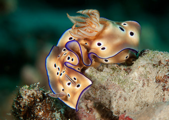 Tryon's hypselodoris nudibranch ( Hypselodoris tryoni ) crawling along the seafloor of Bali, Indonesia