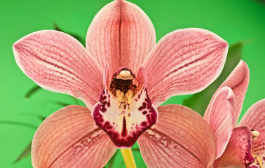 Orchidee