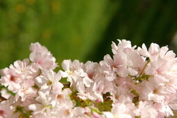 Cherry Pie is a decorative tree blooming profusely with white flowers in the spring.