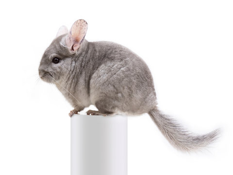 The cute furry chinchilla sitting on a white tube