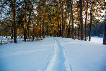 The path in the snowy forest
