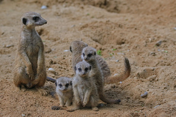 Erdmännchen Nachwuchs Tierkinder