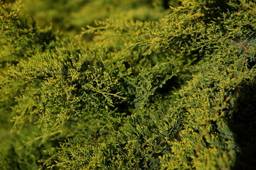 Juniper from the cypress family in every garden is a graceful decoration due to its color and appearance.