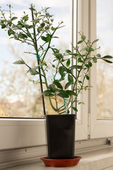Young citrus plant Faustrimedin, Microcitronella, hybrid between Microcitrus and Calamondin in a black pot with two unripe green fruits on the window sill. Close-up. Indoor citrus tree growing