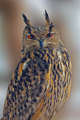 Uhu Portrait freigestellt