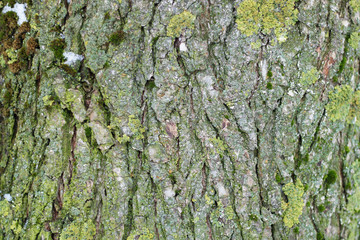 the texture of the wood overgrown with moss