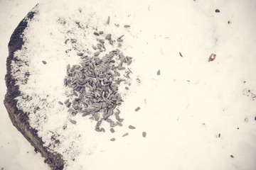 Seeds scattered on the snow for feeding birds
