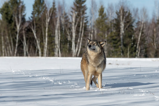 Grey Wolf (Canis lupus) Raises Head Eyes Closed Winter