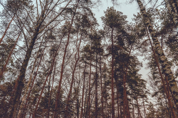 Winter snow-covered coniferous forest