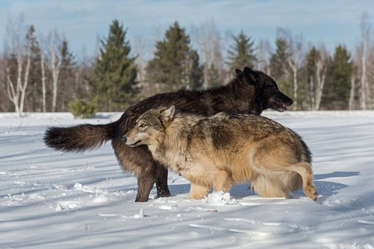 Grey Wolves (Canis lupus) Jump Around in Field Winter