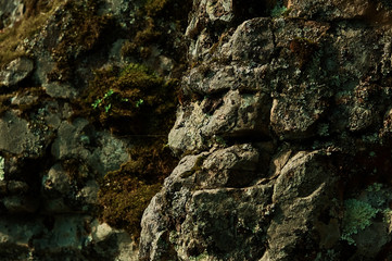 Green moss grown up cover the rough stones in the forrest. Show with macro view. Rocks full of the moss.
