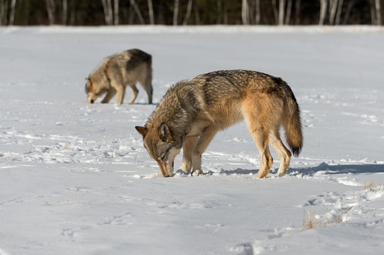 Grey Wolves (Canis lupus) Sniff Ground in Field Winter