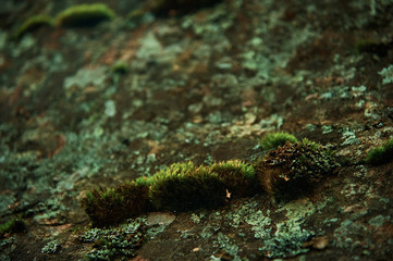 Different types of moss on stone with blurry phot