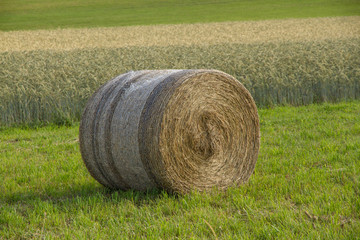 Runder Heuballen vor Getreidefeld