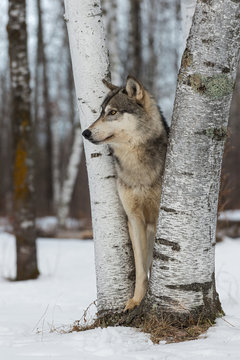 Grey Wolf (Canis lupus) Looks Left From Between Birch Trees