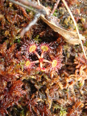 sundew