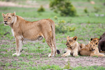 lion family with a carcass of a Buffalo in Sabi Sands Game Reserve in the Greater Kruger Region in South Africa