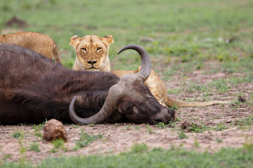 Naklejka na ściany i meble lioness eating from a carcass of a Buffalo in Sabi Sands Game Reserve in the Greater Kruger Region in South Africa