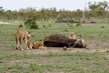 lion family with a carcass of a Buffalo in Sabi Sands Game Reserve in the Greater Kruger Region in South Africa