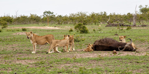 Naklejka na ściany i meble lion family with a carcass of a Buffalo in Sabi Sands Game Reserve in the Greater Kruger Region in South Africa