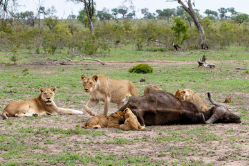 Naklejka premium lion family with a carcass of a Buffalo in Sabi Sands Game Reserve in the Greater Kruger Region in South Africa