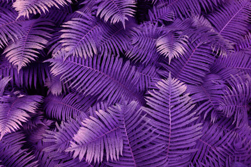 leafs fern tropical top view nature background fresh sweet cool proton purple violet ultraviolet
