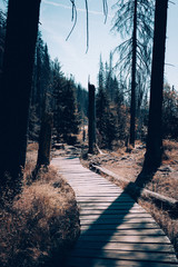 Dead trees in the national park Harz