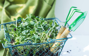 Fresh microgreen of a sunflower in the basket on the white background