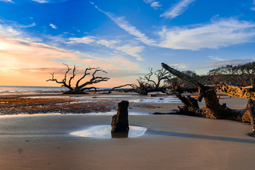 Driftwood Beach in Georgia