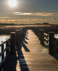 river bank reed at sunset 