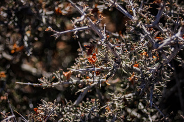 Up Close Macro of Field Brush in Moab, Utah