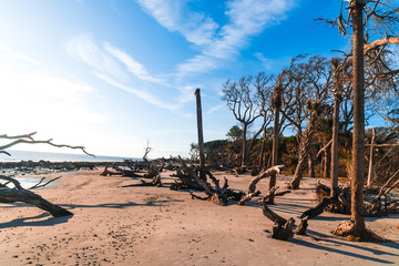 Driftwood Beach in Georgia